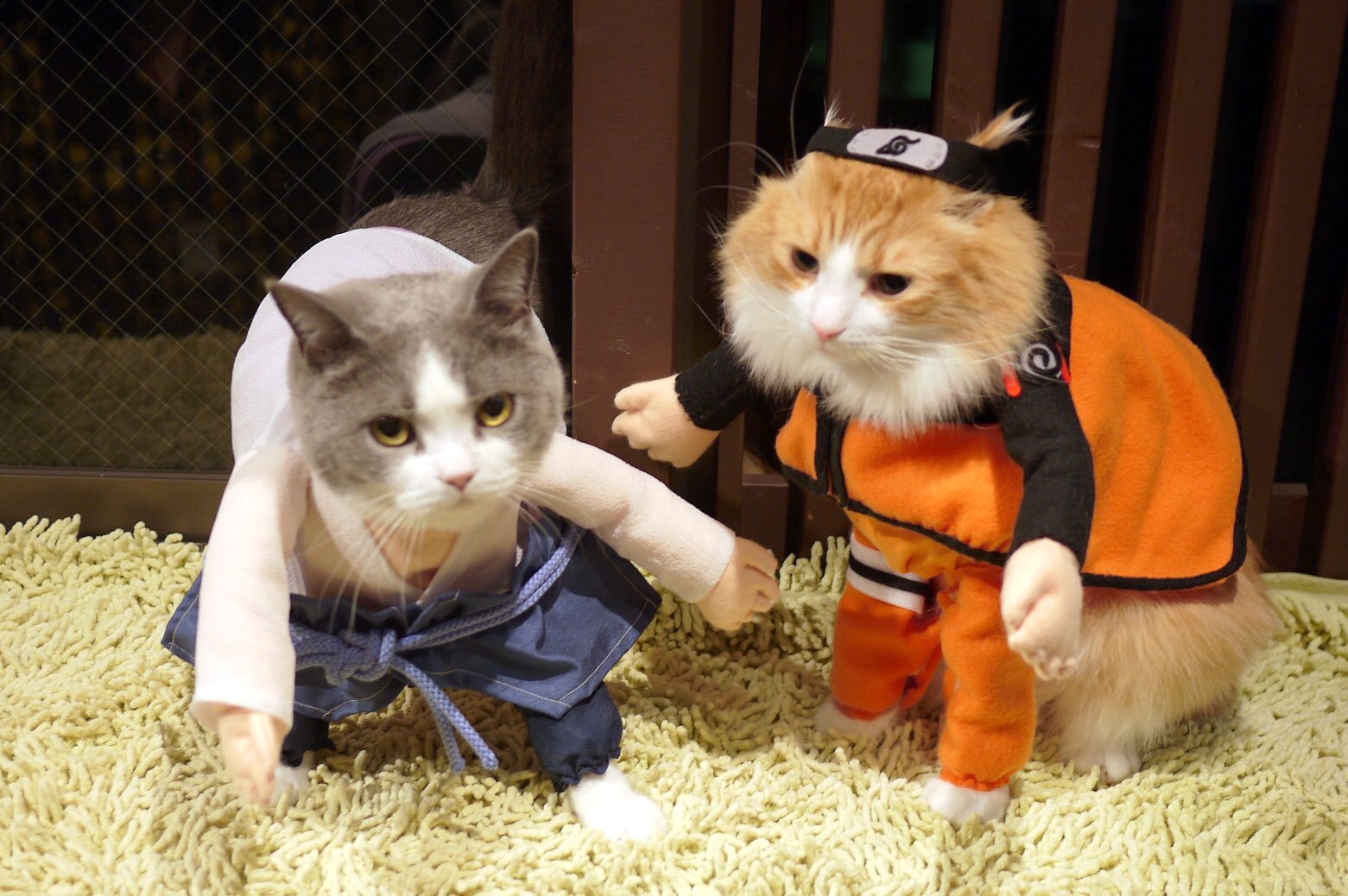 Кот дремот в реальной жизни. Котики в костюмчиках. Котик в костюме. Кот косплей. Коты в косплее.