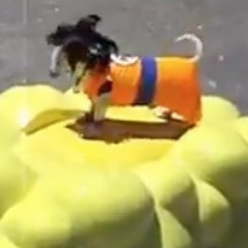 Fanático de Dragon Ball disfraza a su mascota de Goku y lo sube a una nube voladora | ETC Fanático de Dragon Ball disfraza a su mascota de Goku y lo sube a una nube voladora | ETC