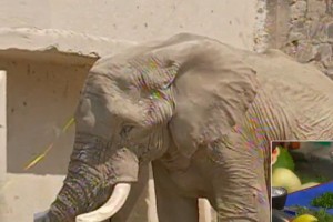 Una pedicure para el elefante 'Jumbo'