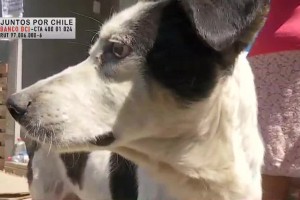 #JuntosPorChile: Chocapic, el perrito que se salvó del incendio