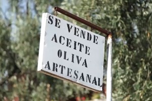 [Valle del Aconcagua] Descubre junto a María José Bello cómo se produce el aceite de oliva extra virgen