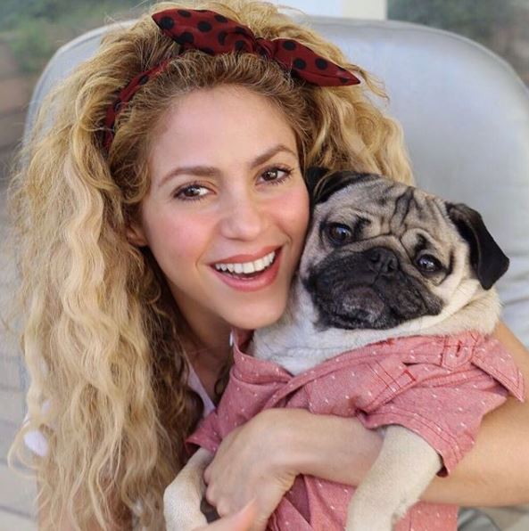 Shakira celebra sus seis nominaciones a los Grammy Latino Mega