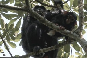 ¡Luis Andaur pudo avistar chimpancés!