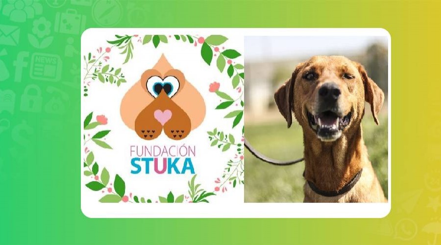Fundación Stuka y otras agrupaciones que te ayudan a adoptar a una mascota