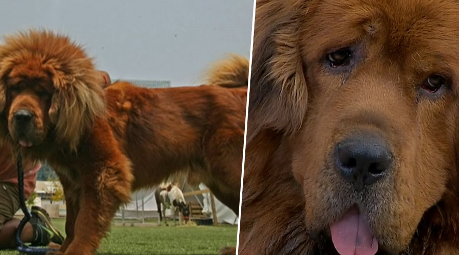 Good: el único perro mastín tibetano en Chile que vale millones de pesos