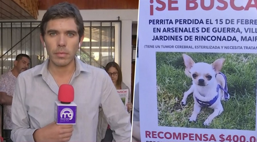 Buscan a Frida: Familia espera recuperar a perrito chihuahua con cáncer que necesita quimioterapia