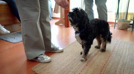 Pic a Pet #Capítulo 4: Paulina va en busca de un perro adulto para adoptarlo