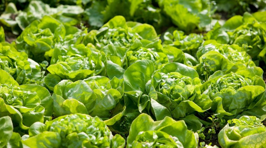 #5TipsLive de Microbióloga Claudia Saavedra: "La lechuga se puede lavar con cloro"