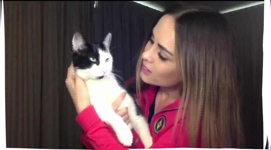 Maura Rivera nos presenta a su gato Benito en "Conexión Única con mis Mascotas"