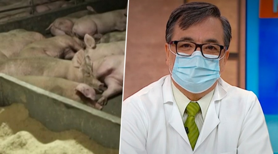 Doctor Rivera sobre nueva gripe porcina: "Este virus no tiene las características para llamarse pandemia"