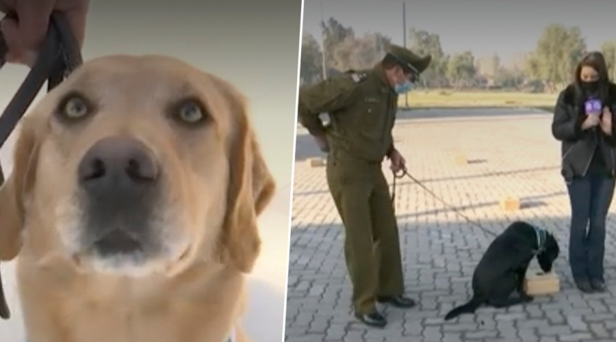 Perros "héroes" de la escuela de adiestramiento canino de Carabineros detectarán a asintomáticos de Covid-19