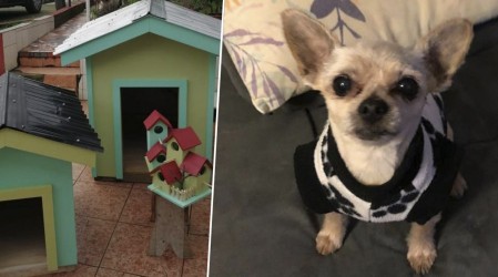 Especial mascotas: Desde casas para ellos hasta peluquería canina En Emprendedores Mega