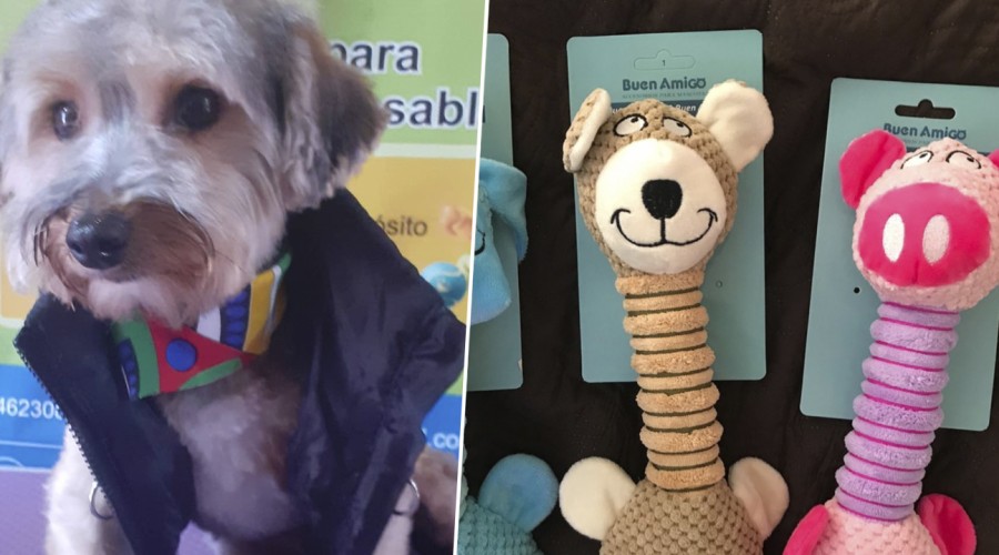 Especial Mascotas: Todo lo que necesitas para regalonearlos en Emprendedores Mega