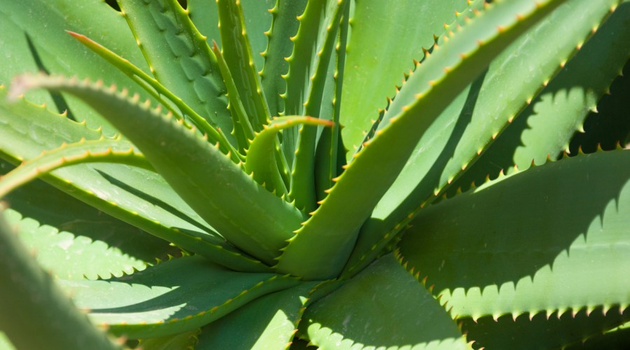 #5TipsLive: Cata "la nutri" nos cuenta los beneficios de consumir Aloe vera diariamente