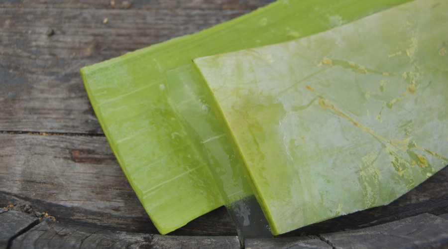 #5tipsLive: Los poderes del Aloe vera para prevenir enfermedades y tratar ciertas afecciones