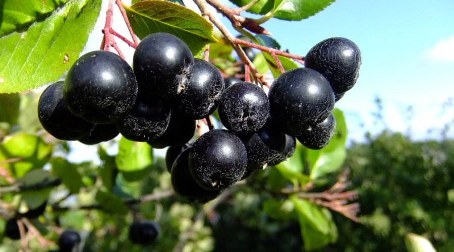 ¿Cómo combinar el Maqui para potenciar su poder antioxidante? Cata "la nutri" lo explica