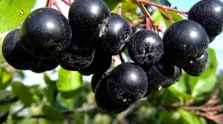 Cata la nutri' nos entrega ricas y fáciles formas de combinar el Maqui dentro de las preparaciones