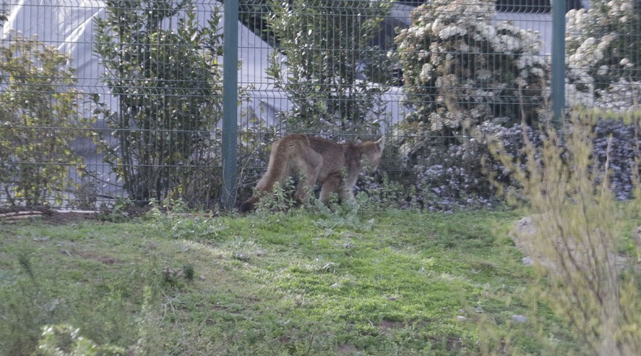 Intenso operativo para capturar a pumas en condominio de Las Condes