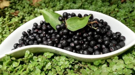 Agrega maqui a preparaciones frías para preservar sus beneficios antioxidantes