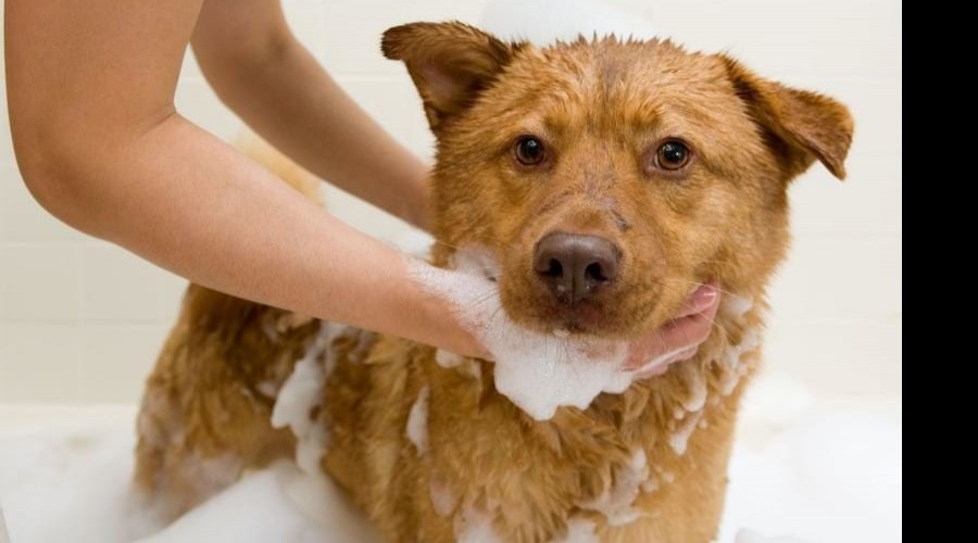 Los parásitos externos de los animales se esconden entre alfombras y muebles