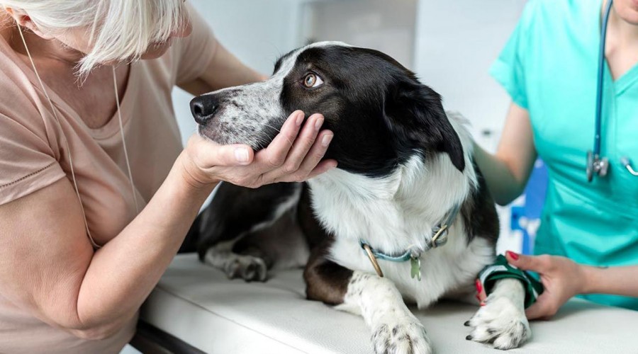 Tener una buena relación con el veterinario es importante  para cuidar la salud de las mascotas