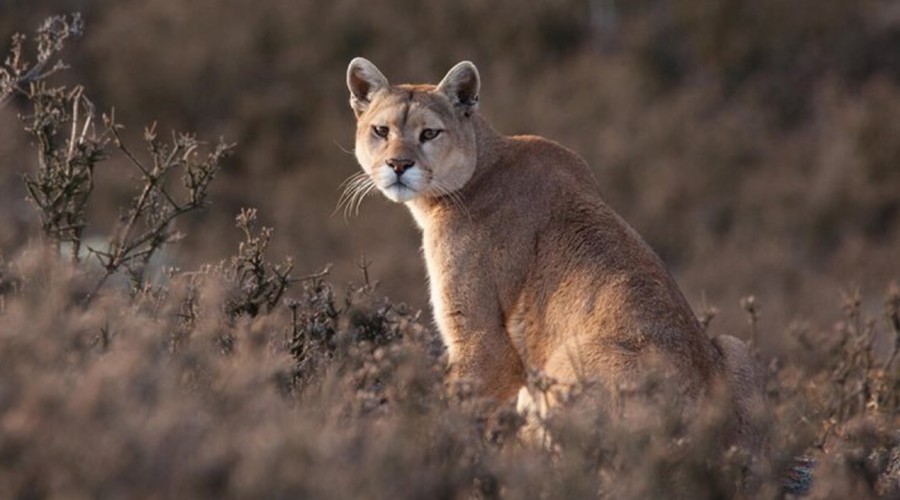 Valdivia: Sigue investigación por la muerte de una mujer en supuesto ataque de puma