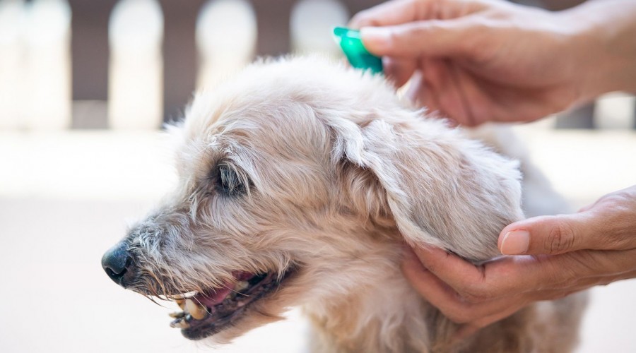 Cuida a tu perro: Pulgas y garrapatas están presentes durante todo el año en gran parte de Chile