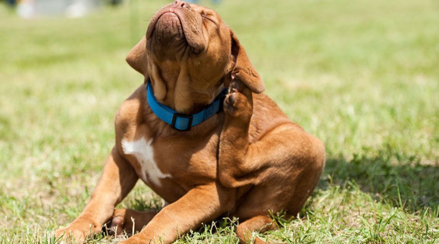 Higienizar los ambientes de tu perro y aspirar alfombras: Las claves para eliminar pulgas y garrapatas