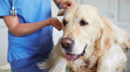 Mantener buena relación con veterinario evita parásitos externos y alergias por picaduras