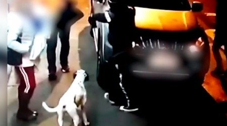 Delincuentes dedicados a los portonazos adiestraron a un perro para asaltar a familia en Lo Prado