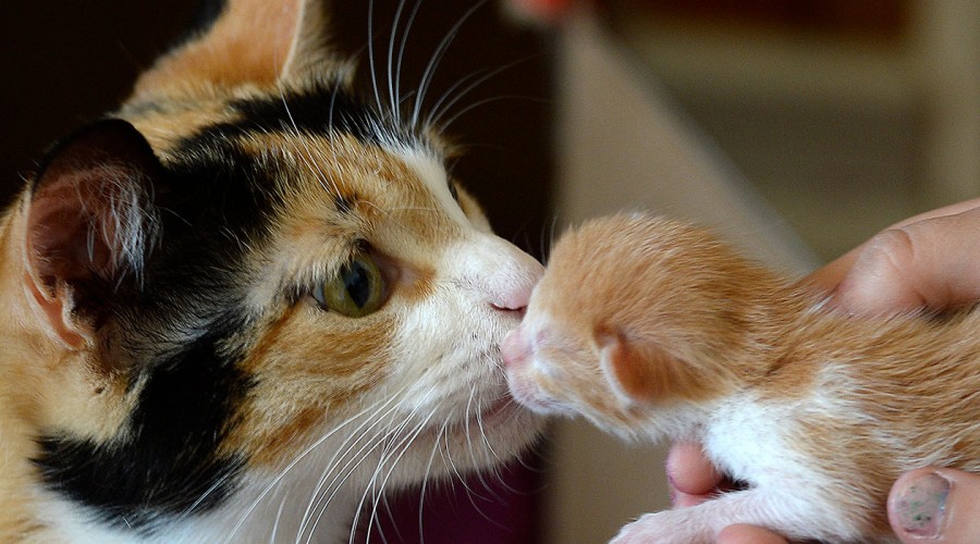 Sernac investiga nueva línea de alimento para gatos que generaría problemas de salud en las mascotas