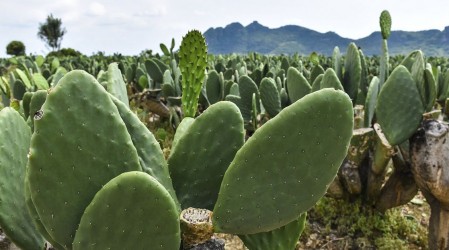 Nopal: El cactus que puede ayudar a quienes tienen problemas de peso
