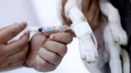Polémica en Calama: 100 personas fueron inoculadas con dosis de vacuna para perros