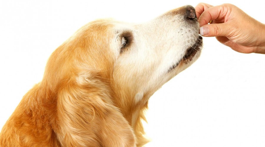 Desparasitar todo el año: La clave para mantener a los perros libres de pulgas y garrapatas