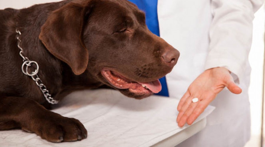 Experta nos explica cuál es la forma de evitar pulgas y garrapatas en los perros