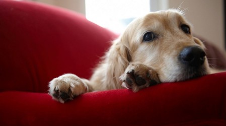 Higienizar los espacios del perro: La forma de evitar plagas de pulgas y garrapatas en las mascotas