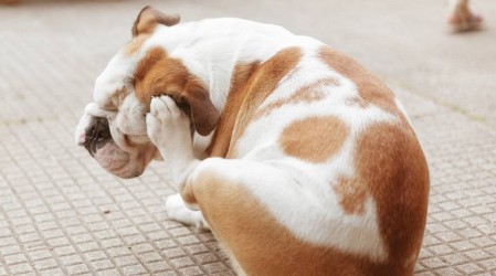 Acudir con regularidad al veterinario: La receta para evitar parásitos externos y enfermedades en las mascotas