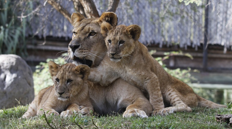 Buin Zoo y el Zoológico Nacional reabren sus puertas ¿Quiénes podrán asistir y cuáles sus horarios?