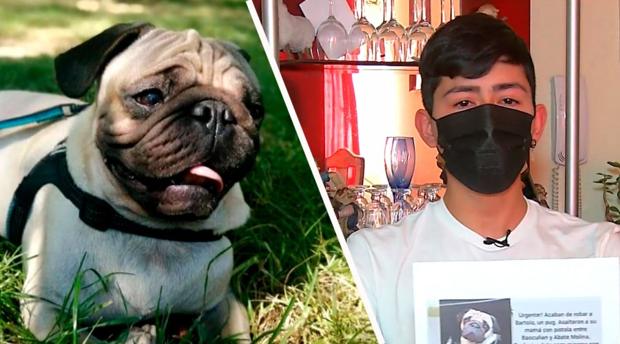 La raza pug está entre las más robadas: Familia busca recuperar a su mascota tras violento asalto