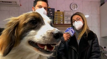 Esperó a su amo por días: "Hachiko" chileno se recupera de lesión de balín y espera que familia lo adopte
