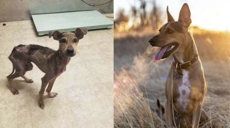 'Fue parte del destino': El increíble antes y después de un perrito que fue rescatado de una isla desierta