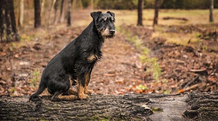 ¡El más fiel! Perrito recorrió 380 kilómetros para volver a casa tras perderse en unas vacaciones
