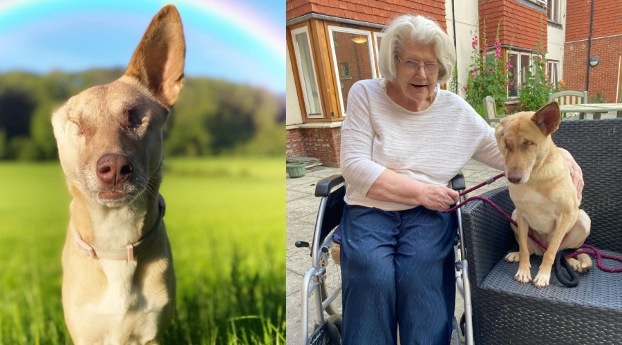 "Está feliz ahora": La conmovedora historia de una perrita ciega que se convirtió en animal de terapia