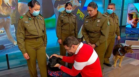 Conoce la labor de los perritos del grupo de Adiestramiento Canino de Carabineros