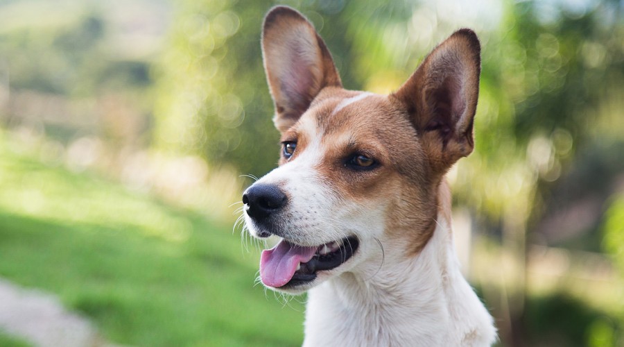 ¡El mejor amigo de Chile! Sube una foto de perrito y participa por 1 año de tratamientos gratis con Credelio