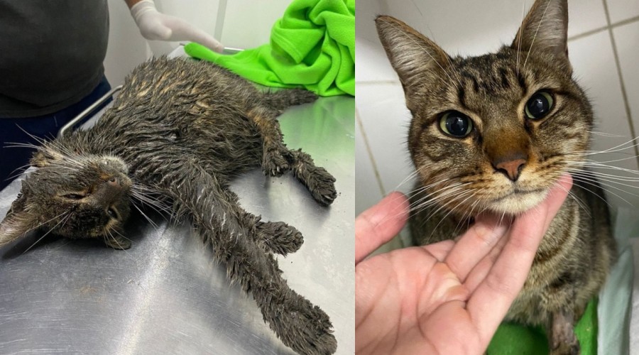 ¡Quedó como nuevo! Gatito con el cuerpo cubierto de barro y grasa fue salvado y ahora busca un hogar