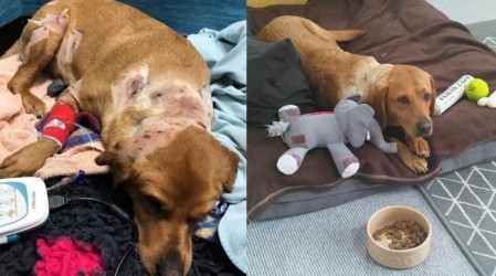 El increíble cambio de una perrita que fue rescatada tras ser usada para peleas