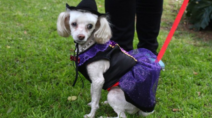 ¡Perritos lucen disfraces terroríficos para recaudar fondos y ayudar a albergues de mascotas!