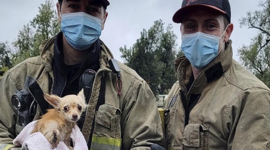 ¡Perrito fue rescatado de desagüe por bomberos!