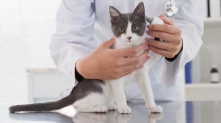 Descubre cómo llevar a tu gato al veterinario junto a Royal Canin